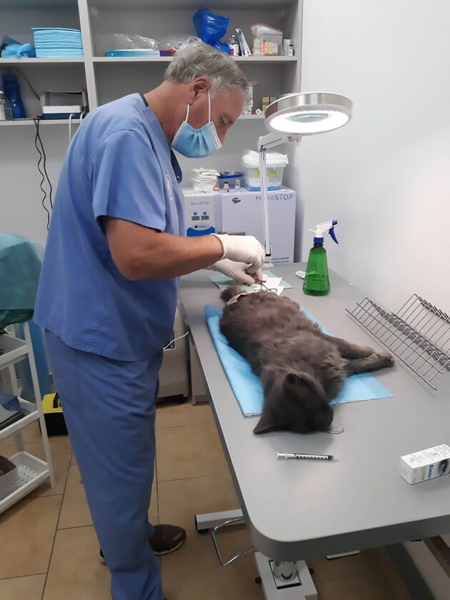 Saranac Lake vet helps dogs, cats in Ukraine News, Sports, Jobs